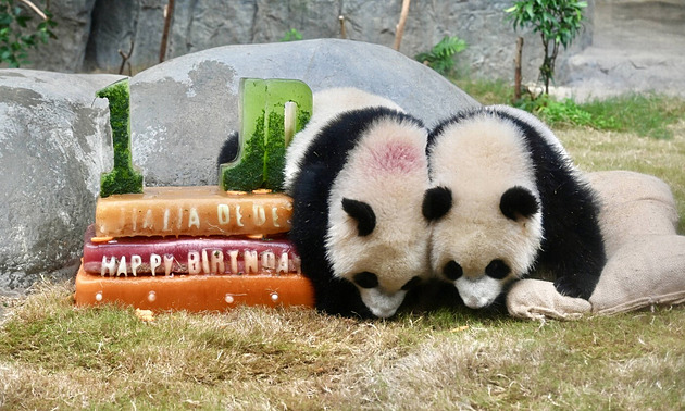 Z malých kuliček se staly hvězdy. Pandí dvojčata oslavila narozeniny