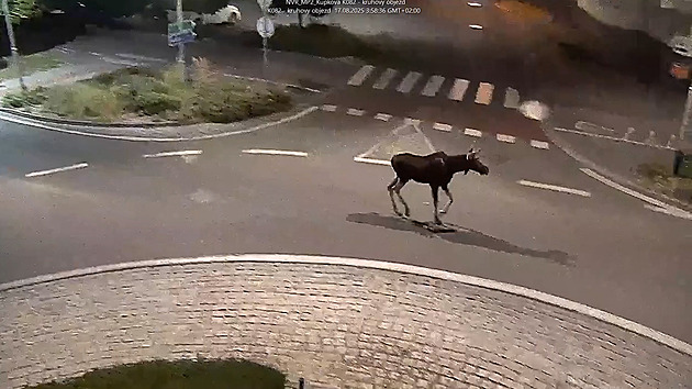 Los Emil zavítal i do Břeclavi, od městské policie se dočkal básničky