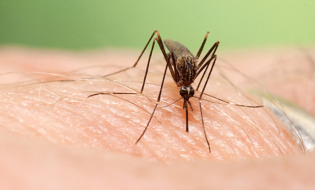 V Česku se usadil komár japonský. Může přenášet západonilskou horečku či dengue