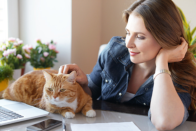Kočka a pitný režim v létě. Tekoucí voda je klíčem ke zdraví vašeho mazlíčka