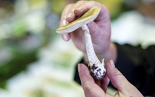 Kvůli otravě houbami leží senior v nemocnici, snědl muchomůrku zelenou