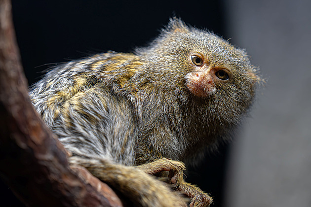 Umí skočit až pět metrů. Olomoucká zoo se raduje z nejmenších opic na světě