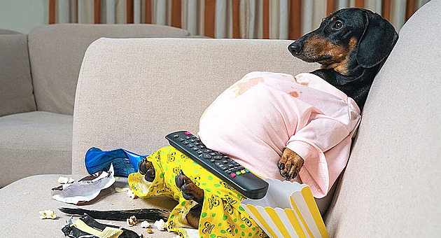 Konec žebrání jídla. Naděje pro obézní mazlíčky: vědci vyvíjejí Ozempic pro psy