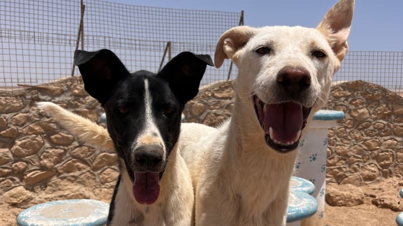 Z egyptských ulic do bezpečí. Pomozme společně útulku Paradise Dream vybudovat kliniku