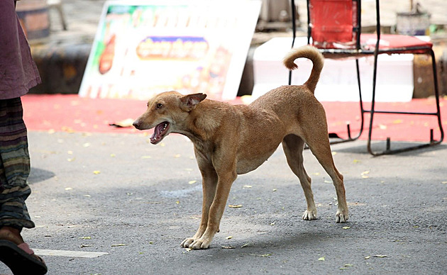 Prostě na ulici patří. Dillí prožívá kontroverzní spor o milion toulavých psů