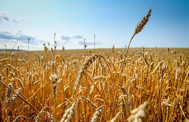 Cena za výkup obilovin v Česku je teď stejná jako po pádu komunismu