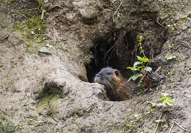 Nutrie ničí břehy i parky, v Olomouci začal jejich odchyt