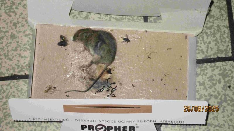 Restaurant plný mrtvých hlodavců a plísně. Inspekce uzavřela známý brněnský podnik