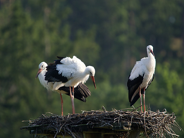 Dvě čápata odlet do Afriky nezvládla, skončila pod dráty. Pokračuje jen jediné