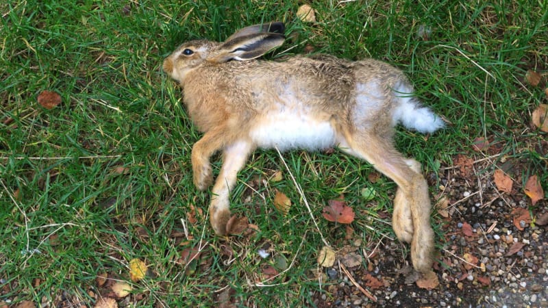 Do Česka se dostala nemoc červených očí. Něco tak strašného jsem nezažil, říká myslivec