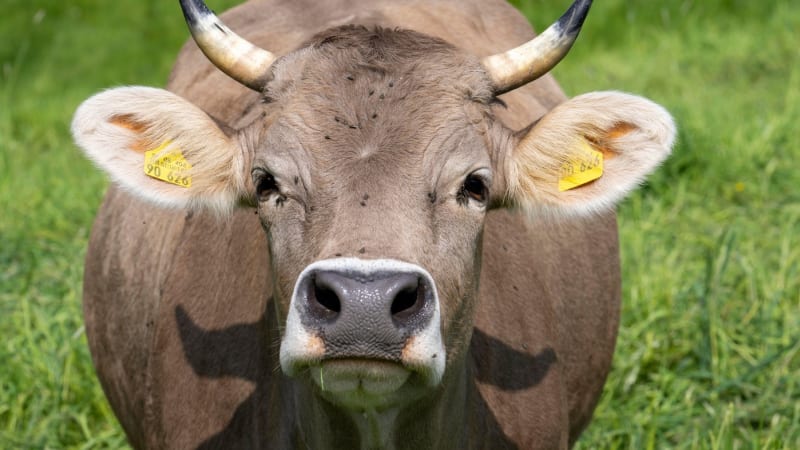 Stádo krav zaútočilo v Rakousku na turisty. Muž zemřel, jeho manželka skončila v nemocnici