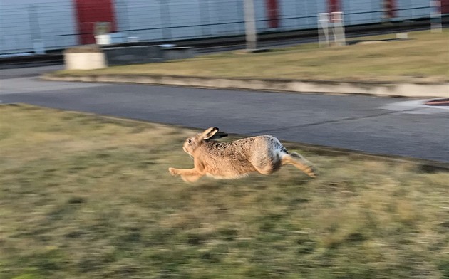 Na Znojemsku se objevila myxomatóza. Veterináři radí, jak ochránit domácí králíky