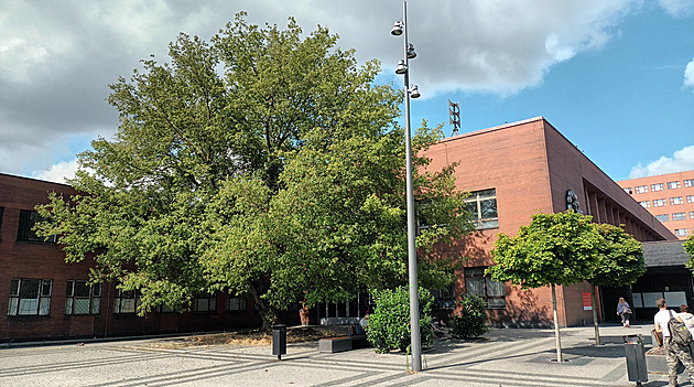 Javor bude u pardubického nádraží dál dělat stín, projekt podzemních garáží padl