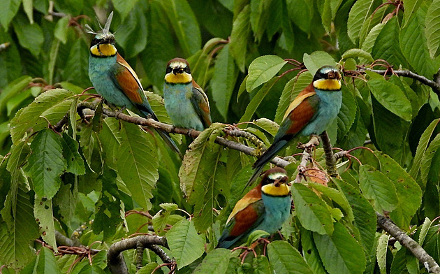 Vlhy pestré vyvedly na Přerovsku mláďata, k růstu populace přispívá ptačí park