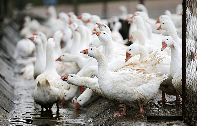 U rybníka, kde bývala husí farma, chystá firma rekreační apartmány a chatky