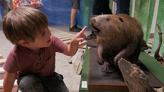 Kočičí tanec, psi, bobří ocasy i šneci. Jídelníček starých Horáků by dnes mnohé odpudil