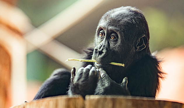 Zoo Praha slaví neděli u goril. Mláďata baví, pečující gorilí tetička dojímá