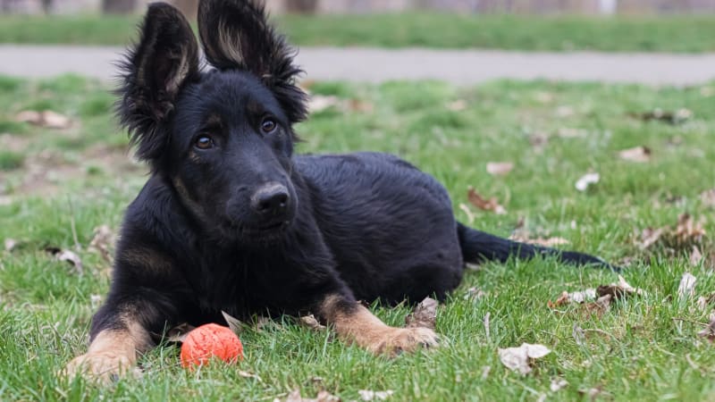 Surové týrání tříměsíčního štěněte v Brně ukazuje drsné video. Miu zachránila až policie