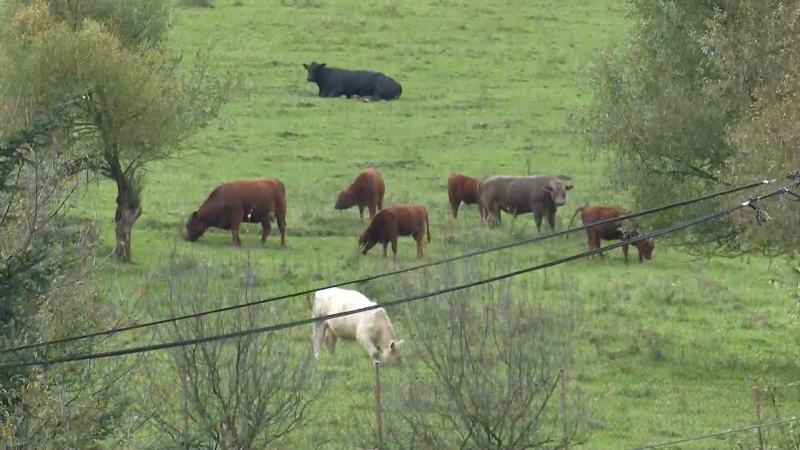 Krávy terorizují slovenskou obec: Utíkají z výběhu a pasou se v ulicích. Lidé se bojí o děti