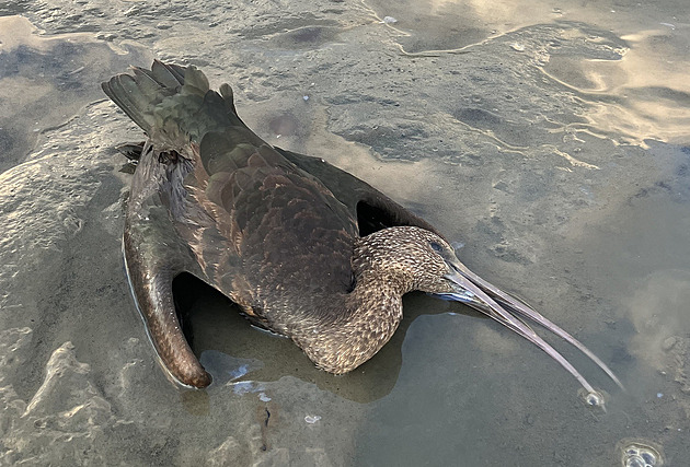 Mezinárodní ostuda, míní ochránci o zabití ibisů. Do vzácných ptáků se už střílelo