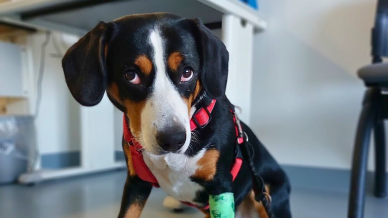 Arianka darovala krev a zachránila život fence Bean. Sama rok nato o svůj život přišla