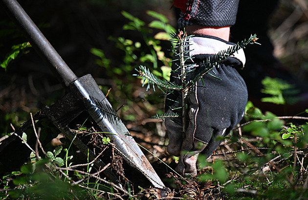 Sází stromky bez jediné koruny z dotací, přesto Sázíme Česko budí pochybnosti