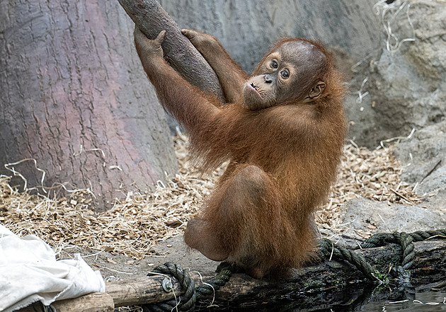 Reakce na tragédii. Zoo upraví expozici orangutanů, pády do vody ohlídá alarm